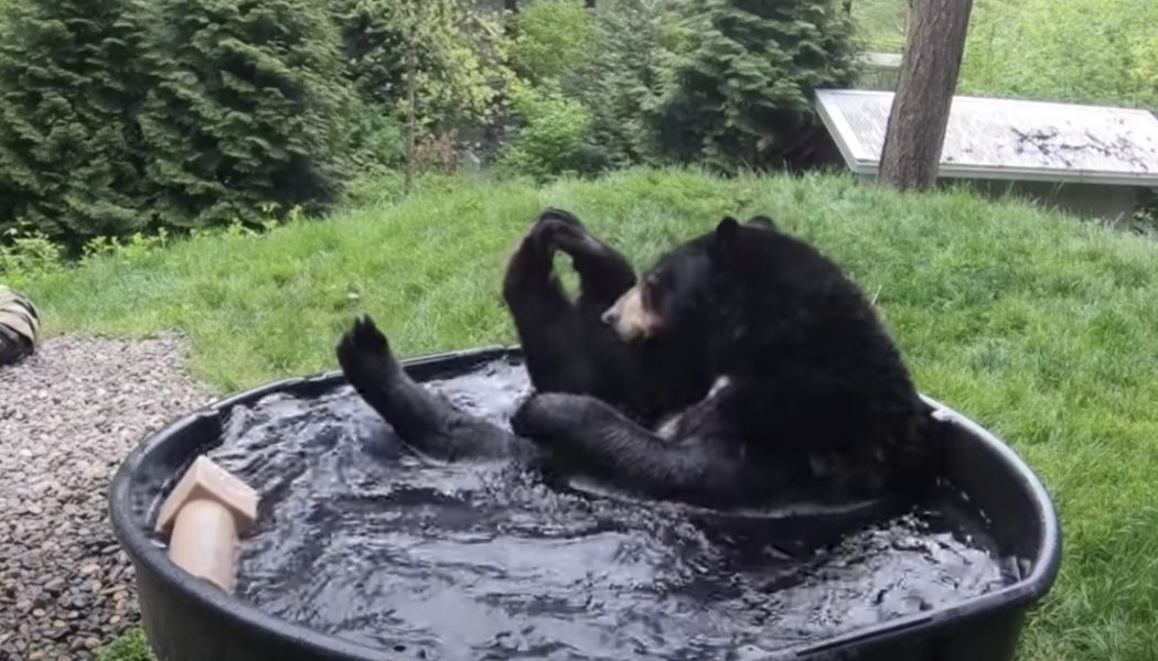 It’s Wednesday: here’s a bear in a tub