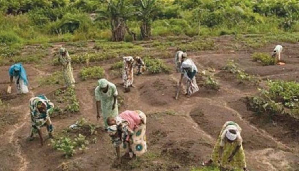 NASC: Farmers to access 81,000MT seeds during lockdown