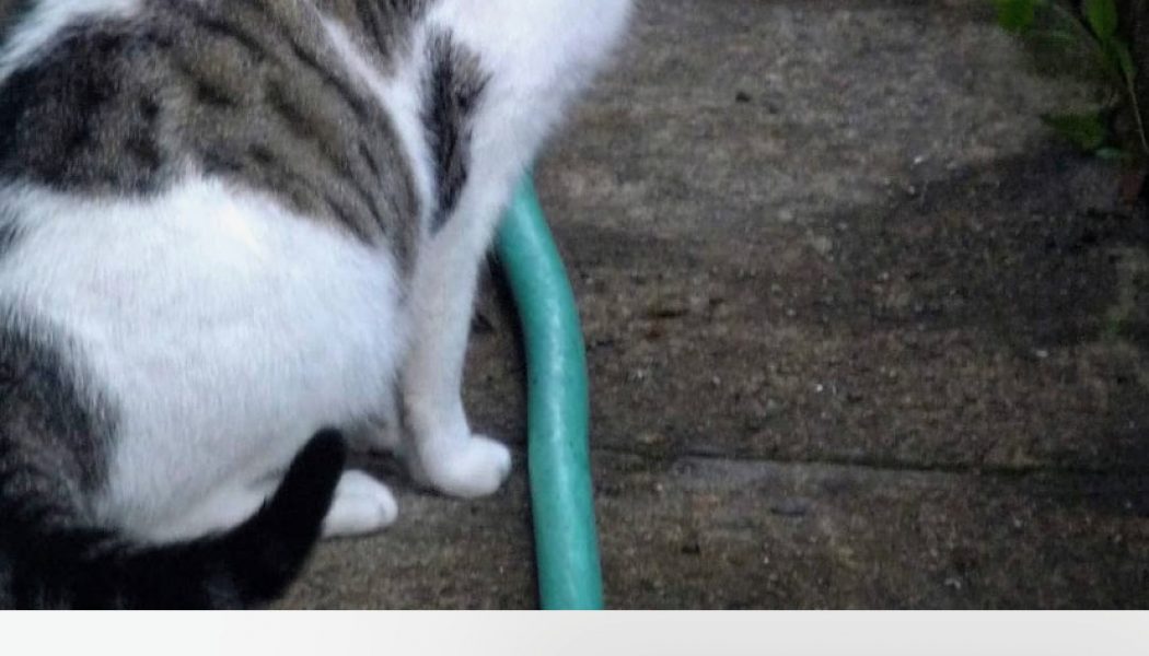 How to hide faces and scrub metadata when you photograph a protest