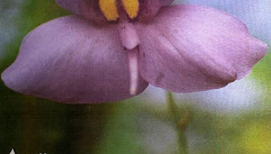 Underground Vibes | 050