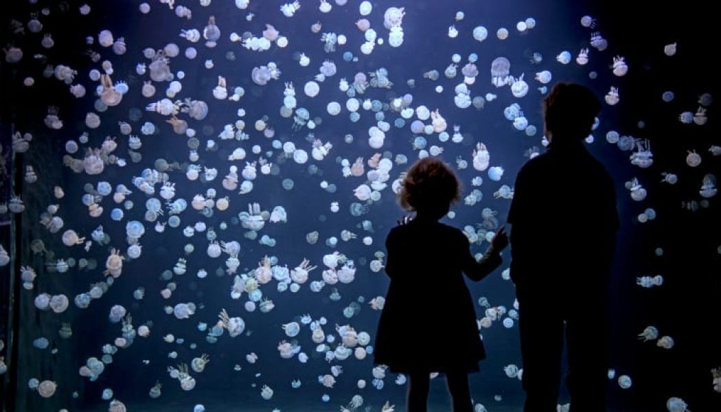 Cheat Codes, Vanic, More to Perform at Hybrid EDM and Gaming Festival to Benefit Vancouver Aquarium