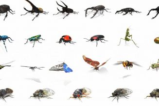 Google adds creepy crawlies to its AR search results