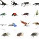 Google adds creepy crawlies to its AR search results
