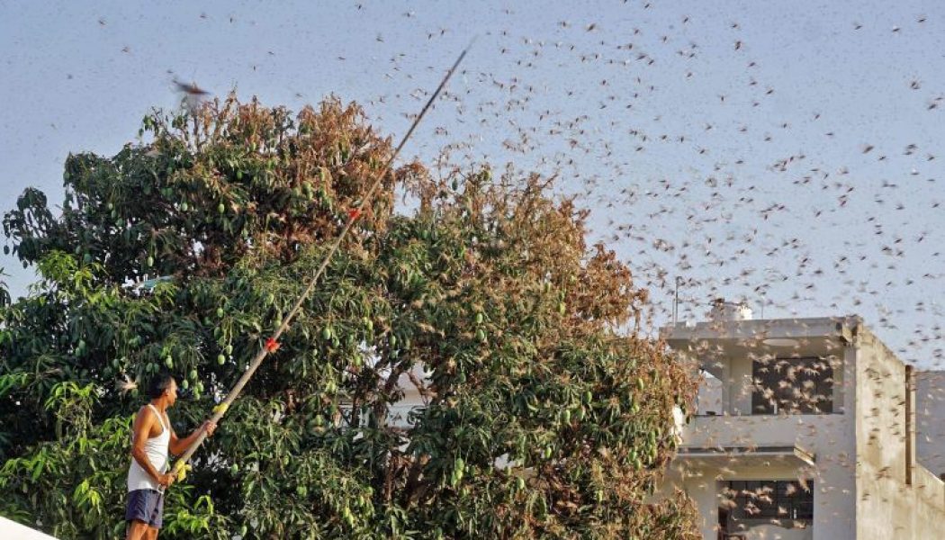 Indian Farmers are Using Dance Music to Fight Against Invading Locusts