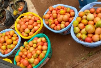 Inspirational Story Of Zero Hunger Fighter Nwambe Josiah Ebuka