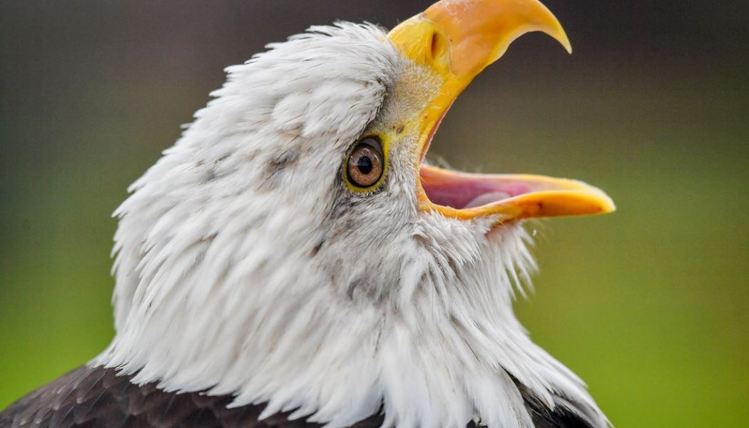 Bald eagle takes out EGLE’s drone because it’s 2020 and irony is dead