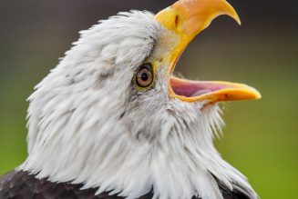 Bald eagle takes out EGLE’s drone because it’s 2020 and irony is dead