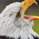 Bald eagle takes out EGLE’s drone because it’s 2020 and irony is dead