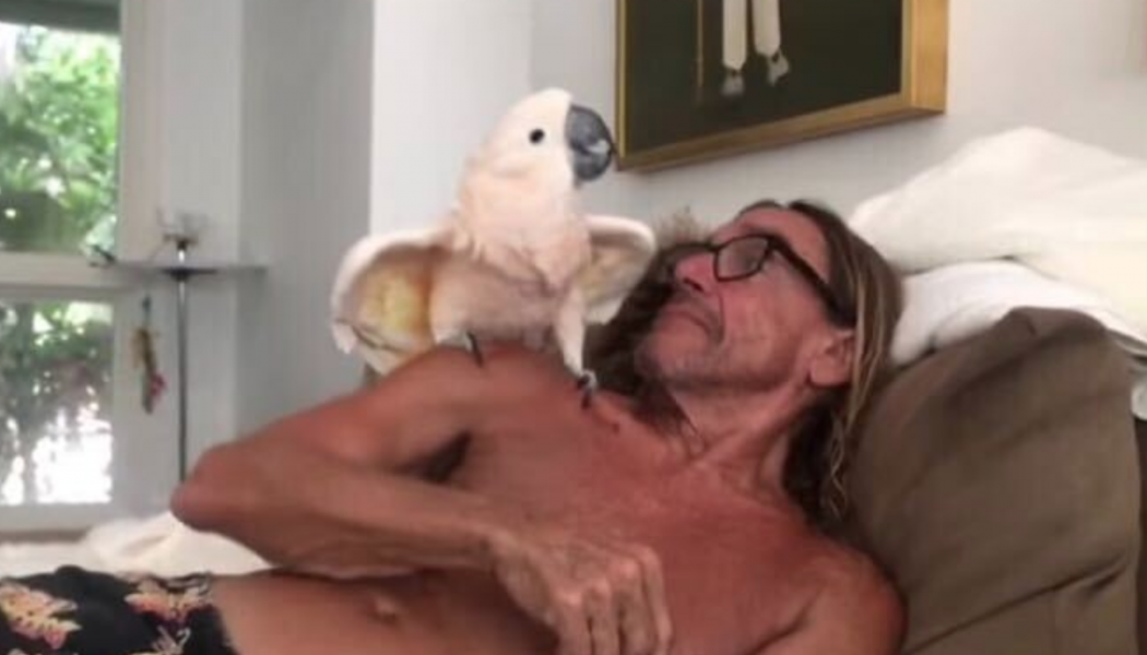 Iggy Pop’s Pet Cockatoo Biggy Pop Named “Founding Patron” of Australian Wildlife Hospital