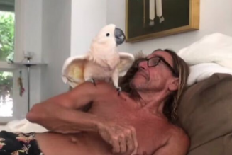 Iggy Pop’s Pet Cockatoo Biggy Pop Named “Founding Patron” of Australian Wildlife Hospital