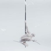 Jónsi Shares New Single “Cannibal” Featuring Cocteau Twins’ Liz Fraser: Stream