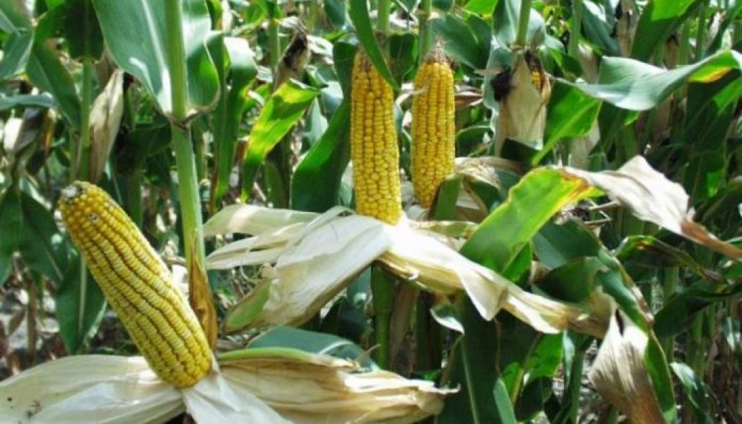 Kaduna maize farmers decry delay in supply of fertiliser, other farm inputs