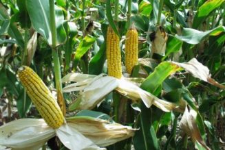 Kaduna maize farmers decry delay in supply of fertiliser, other farm inputs