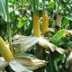 Kaduna maize farmers decry delay in supply of fertiliser, other farm inputs