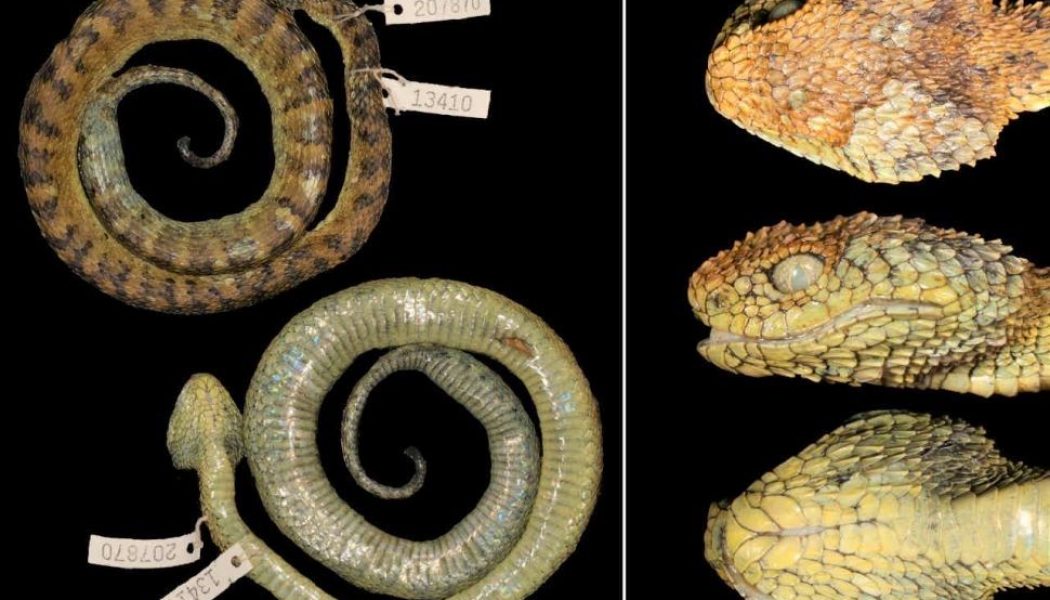 New Venomous Snake Species Named After Metallica’s James Hetfield