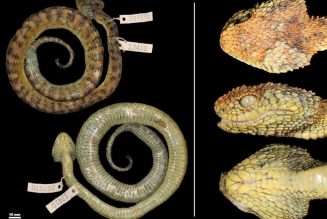 New Venomous Snake Species Named After Metallica’s James Hetfield
