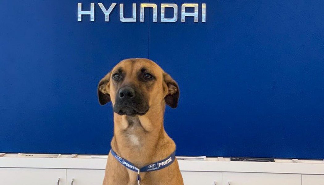 Stray Dog Becomes Hyundai Dealership’s Best Friend
