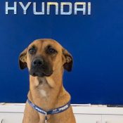 Stray Dog Becomes Hyundai Dealership’s Best Friend