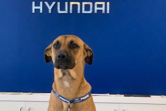 Stray Dog Becomes Hyundai Dealership’s Best Friend