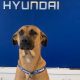 Stray Dog Becomes Hyundai Dealership’s Best Friend