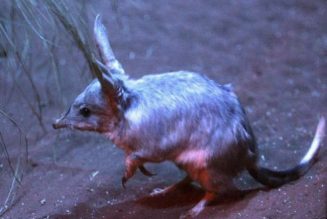Vulnerable marsupial released into predator-free enclosure in Australia