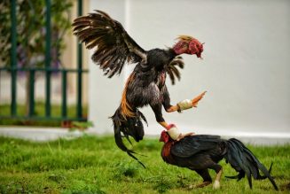 #BRUHNews: Cop Gets Killed By A Fighting Rooster In The Philippines