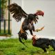 #BRUHNews: Cop Gets Killed By A Fighting Rooster In The Philippines