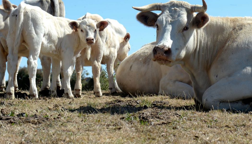 Climate change has a cow and worm problem