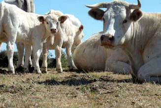 Climate change has a cow and worm problem