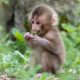 Scientists Created a Device That Allows Monkeys to Play Sounds and Beats—Including Electronic Music