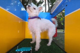 Simone Giertz built a selfie photo booth for her dog out of Legos and it’s perfect
