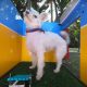 Simone Giertz built a selfie photo booth for her dog out of Legos and it’s perfect