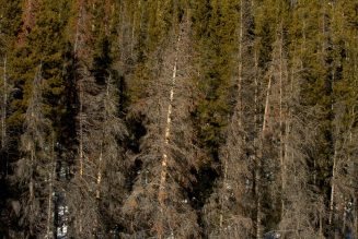 Wildfires tear through Colorado’s beetle-bitten forests
