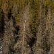 Wildfires tear through Colorado’s beetle-bitten forests