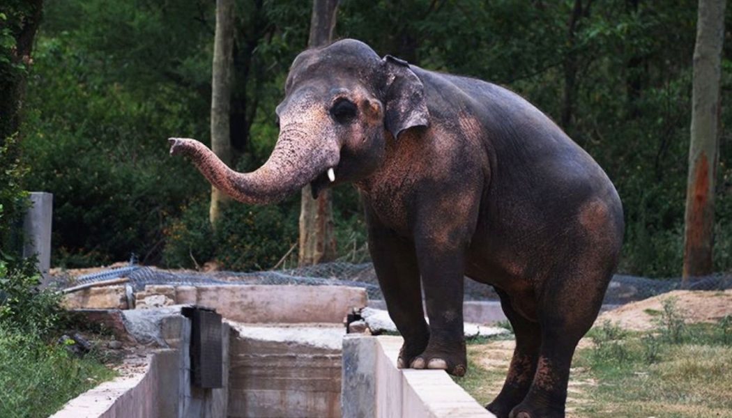 Cher Is Escorting “The World’s Loneliest Elephant” to a Cambodian Sanctuary