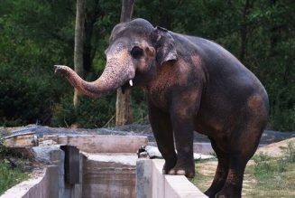 Cher Is Escorting “The World’s Loneliest Elephant” to a Cambodian Sanctuary