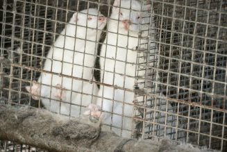 Denmark will cull entire mink population after COVID-19 outbreaks