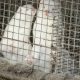 Denmark will cull entire mink population after COVID-19 outbreaks