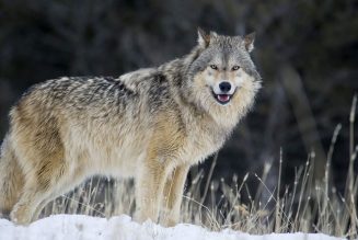 Gray wolves win in historic Colorado election