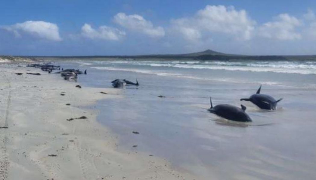 New Zealand mass stranding leaves nearly 100 whales dead