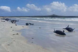 New Zealand mass stranding leaves nearly 100 whales dead
