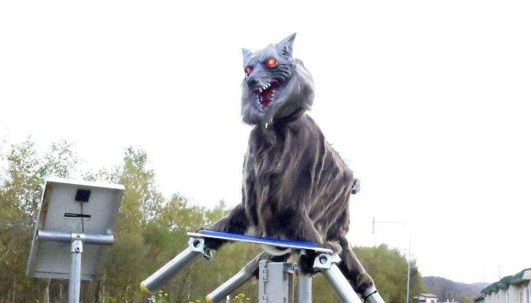 Robot wolves prevent Japanese bear attacks, are also very creepy