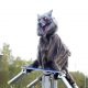 Robot wolves prevent Japanese bear attacks, are also very creepy