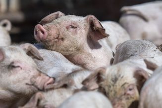 FDA approves genetically engineered pigs