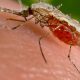 The CDC says the top global health story of 2020 was mosquitoes