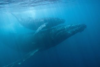 The pandemic turned the volume down on ocean noise pollution