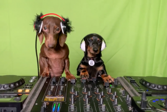 Celebrate National DJ Day With Freddie and Frida, the DJing Dachshunds