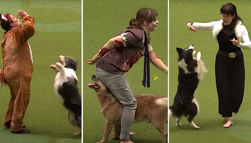 Dogs Dance Competitively to Evanescence’s “Bring Me to Life” and Michael Jackson’s “Thriller”: Watch