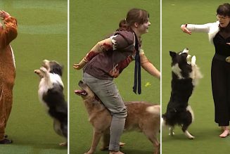 Dogs Dance Competitively to Evanescence’s “Bring Me to Life” and Michael Jackson’s “Thriller”: Watch