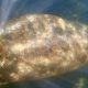Some monster scraped Trump’s name into this poor manatee’s back